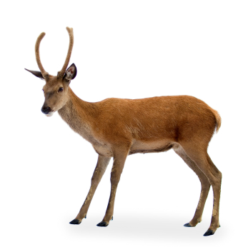 Flashcard Image