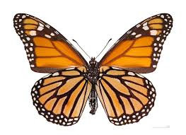 Flashcard Image