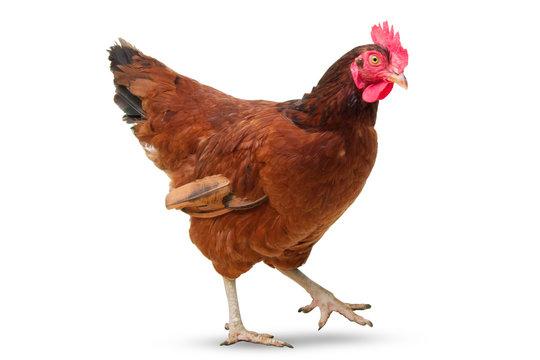 Flashcard Image
