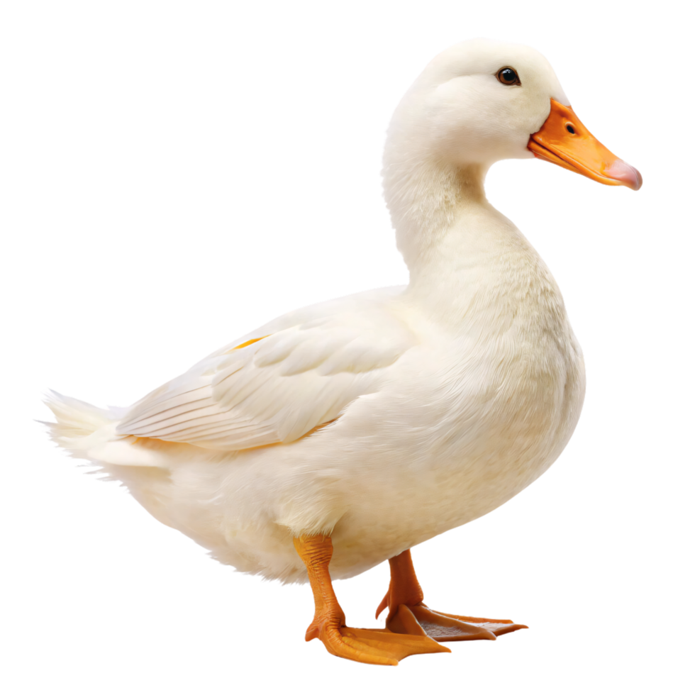 Flashcard Image